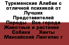 Туркменские Алабаи с отличной психикой от Лучших Представителей Породы - Все города Животные и растения » Собаки   . Ханты-Мансийский,Лангепас г.